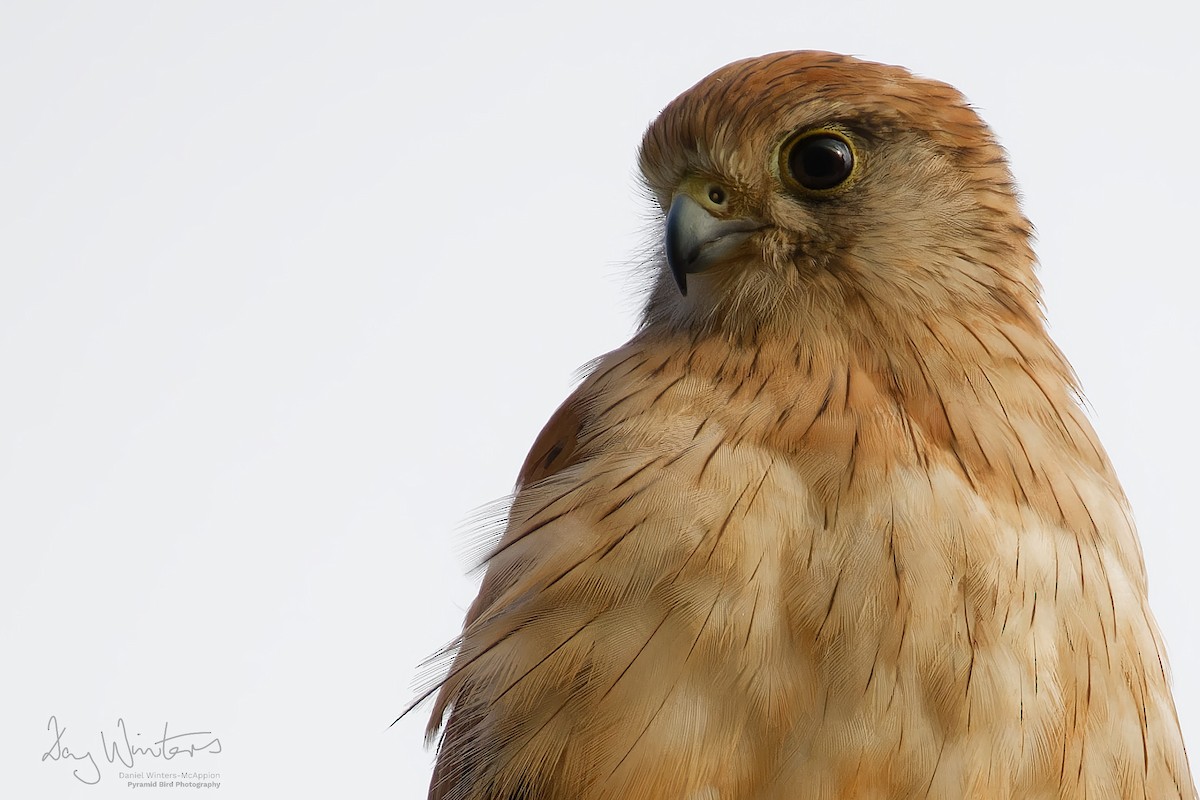 Nankeen Kestrel - ML647502805