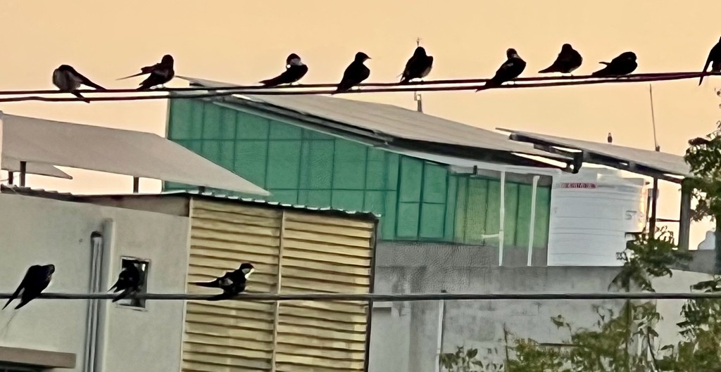 Wire-tailed Swallow - ML647502806