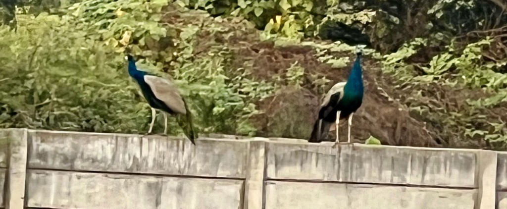 Indian Peafowl - ML647502807