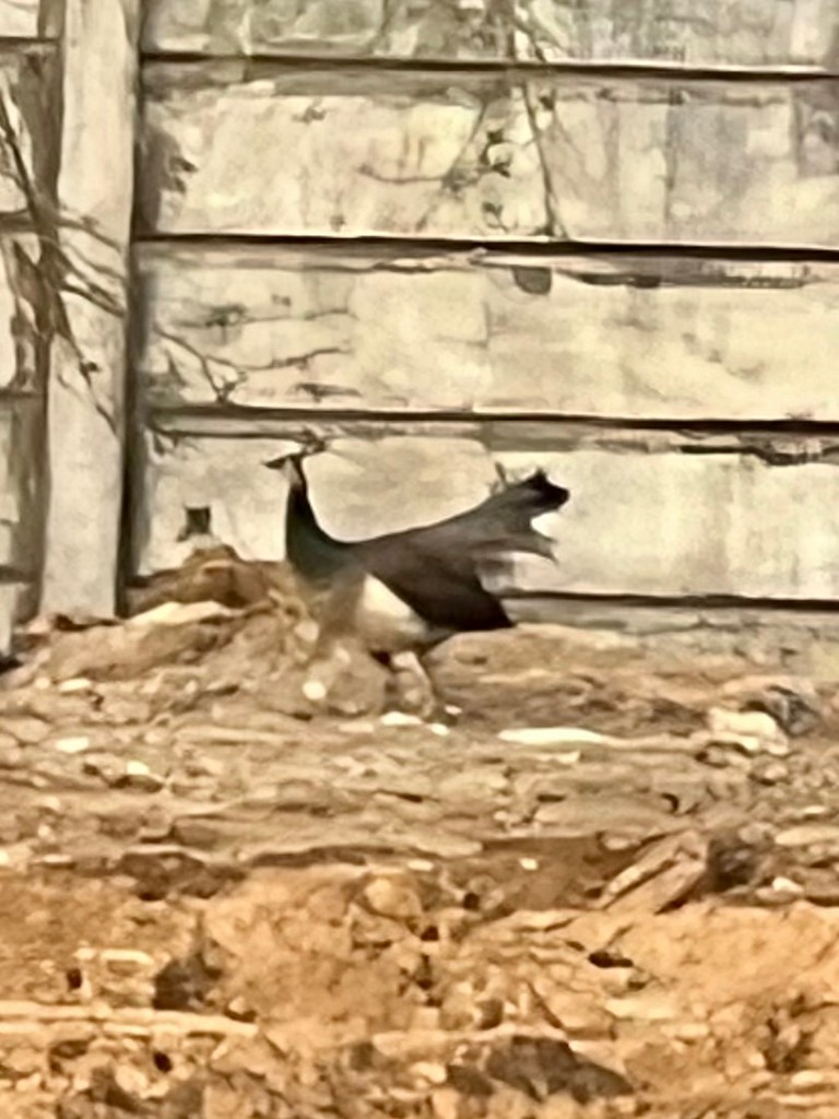 Indian Peafowl - ML647502808