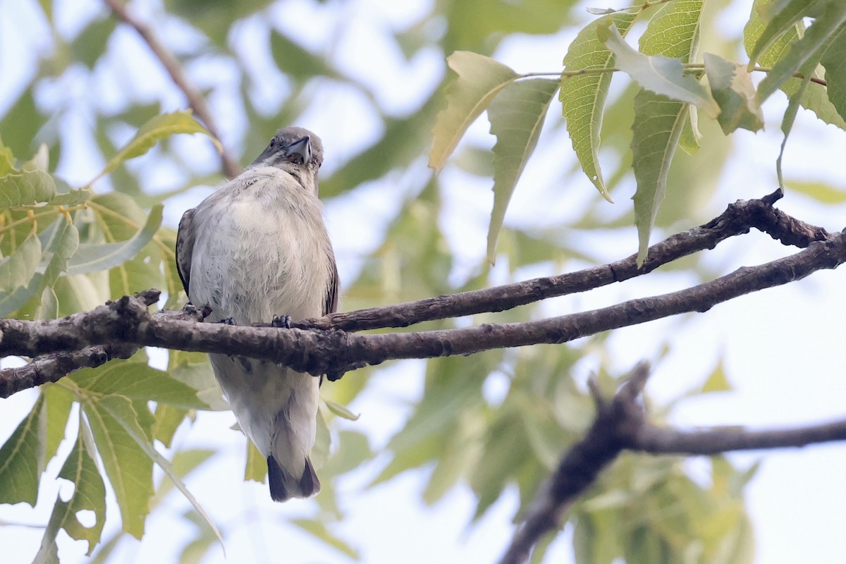 Thick-billed Flowerpecker - ML647502809