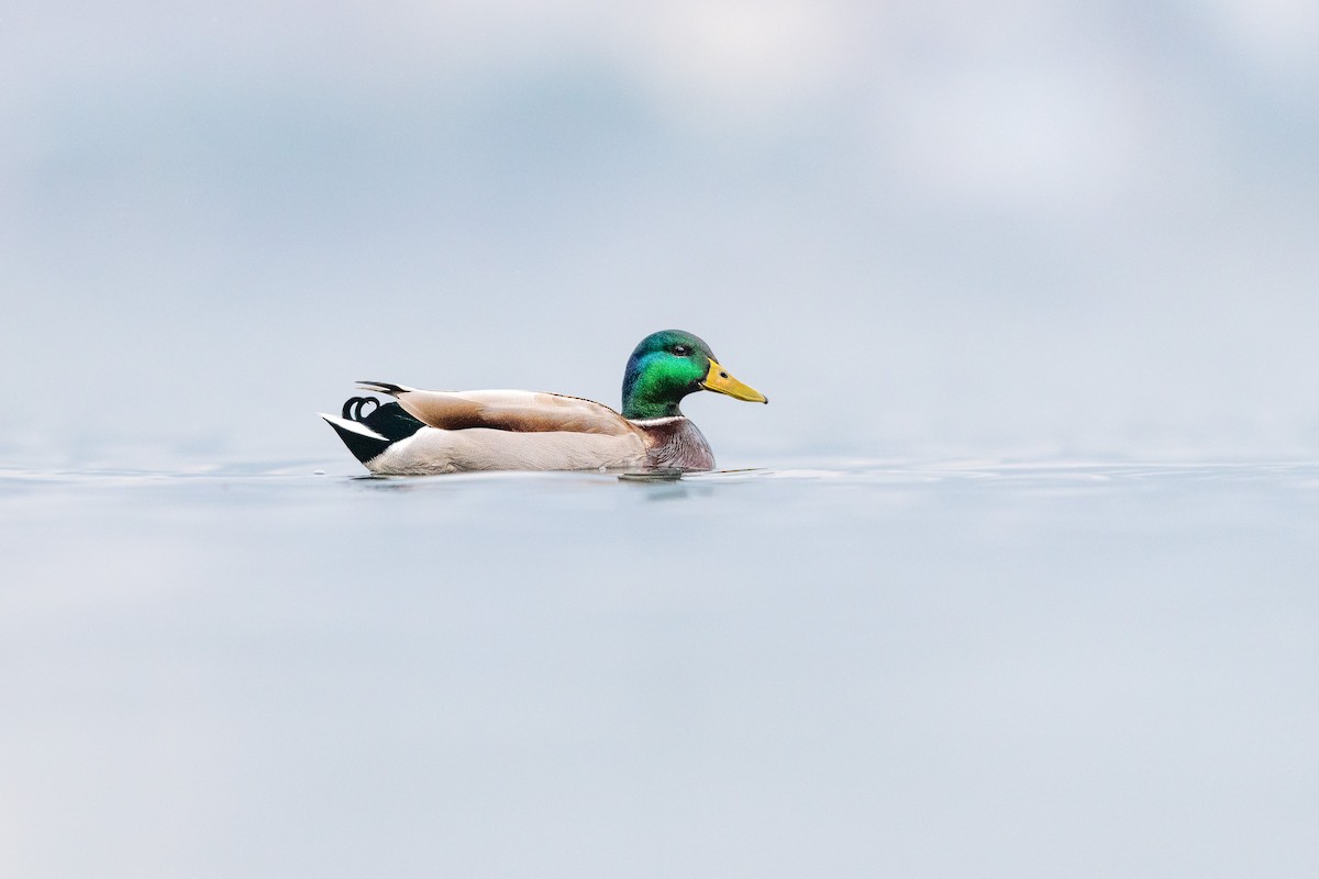 Mallard - ML647502811