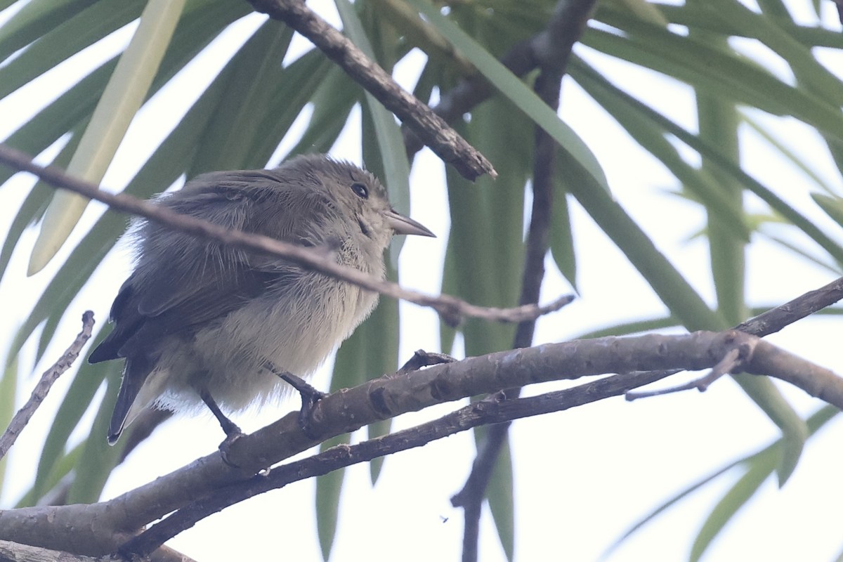 Pale-billed Flowerpecker - ML647502813