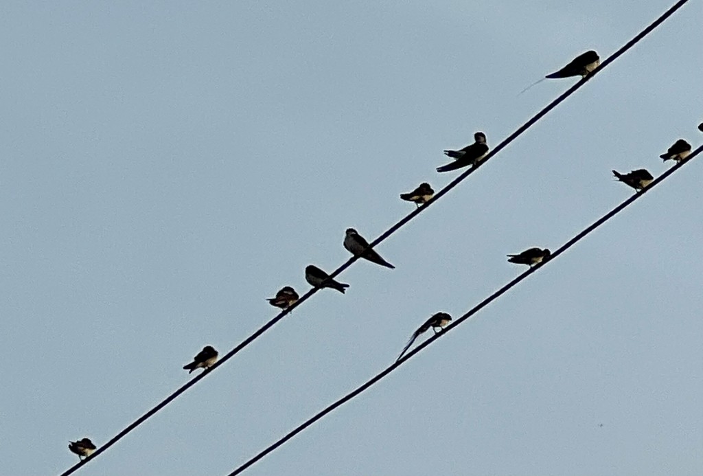 Wire-tailed Swallow - ML647502822