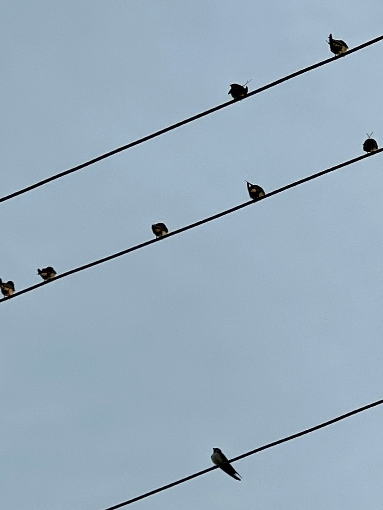 Wire-tailed Swallow - ML647502823