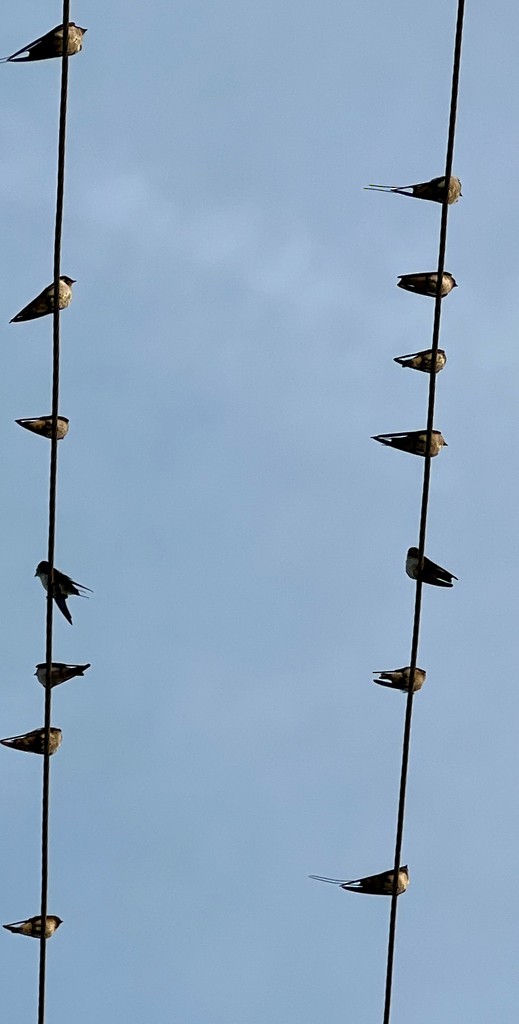 Wire-tailed Swallow - ML647502841