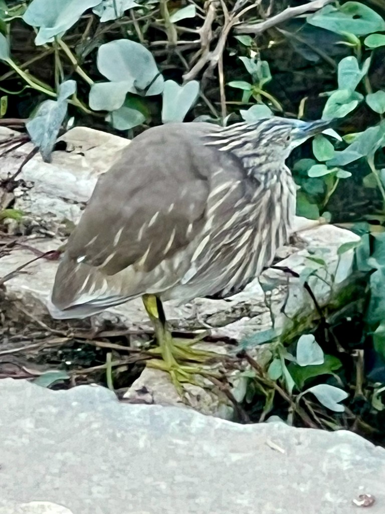 Indian Pond-Heron - ML647502843