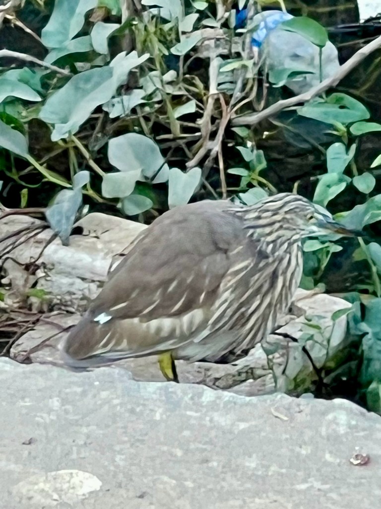 Indian Pond-Heron - ML647502844