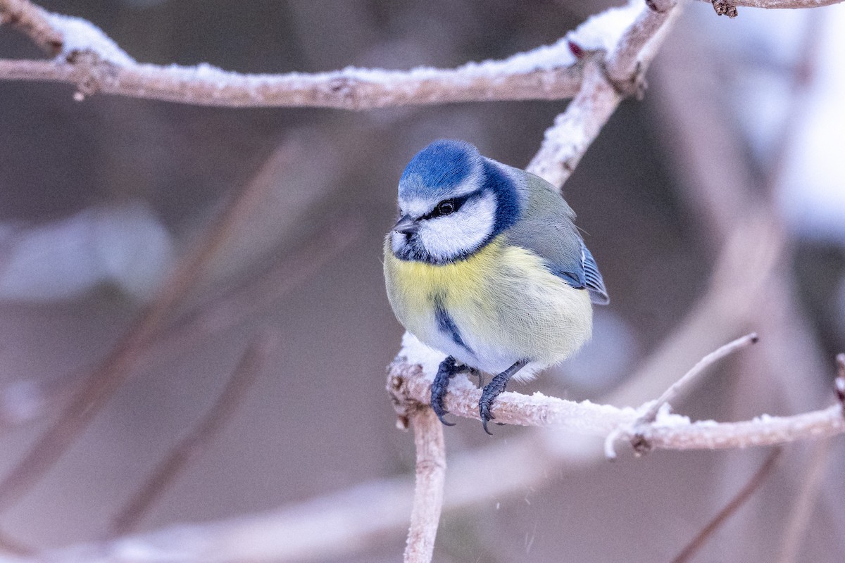 Eurasian Blue Tit - ML647502849
