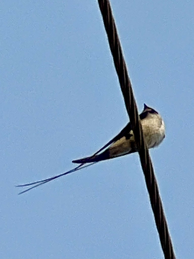 Wire-tailed Swallow - ML647502855