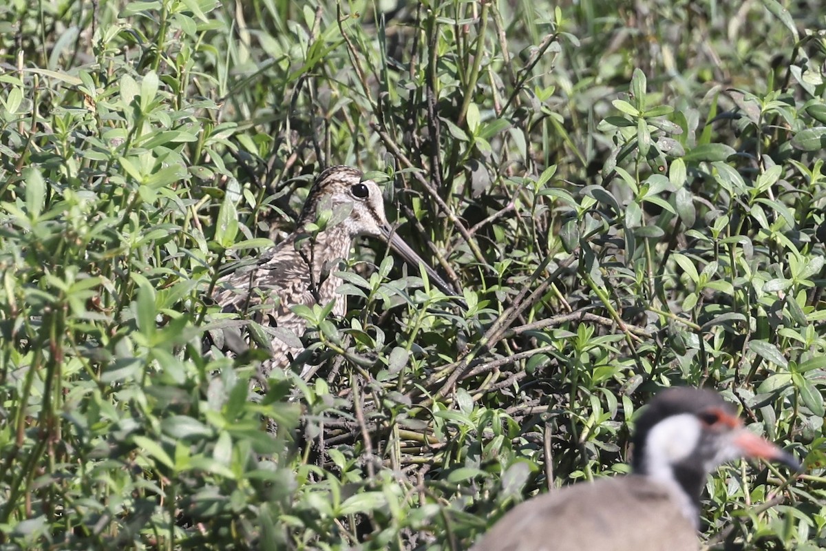 ハリオシギ - ML647502861