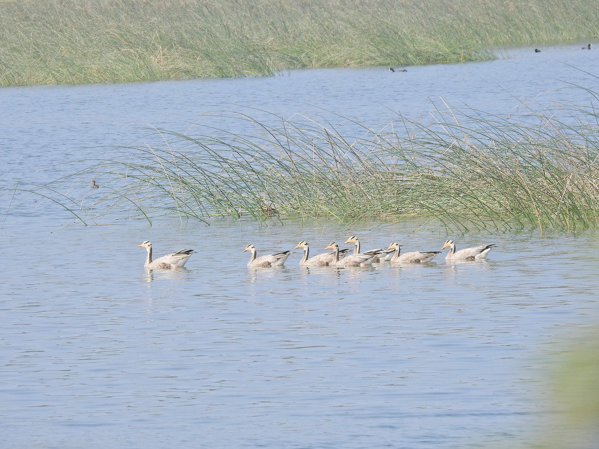 Oie à tête barrée - ML647502888