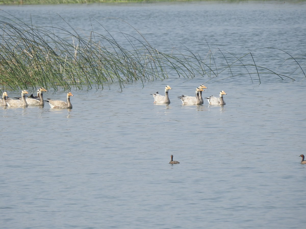 Oie à tête barrée - ML647502897