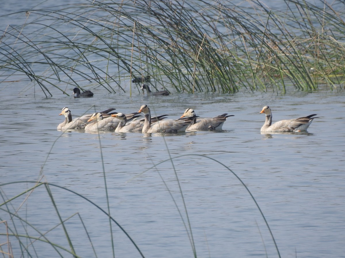 Oie à tête barrée - ML647502898