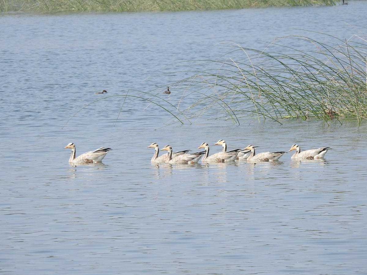 Oie à tête barrée - ML647502900