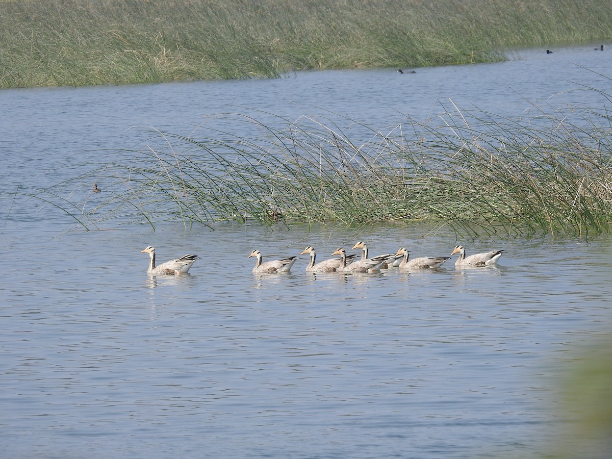 Oie à tête barrée - ML647502901