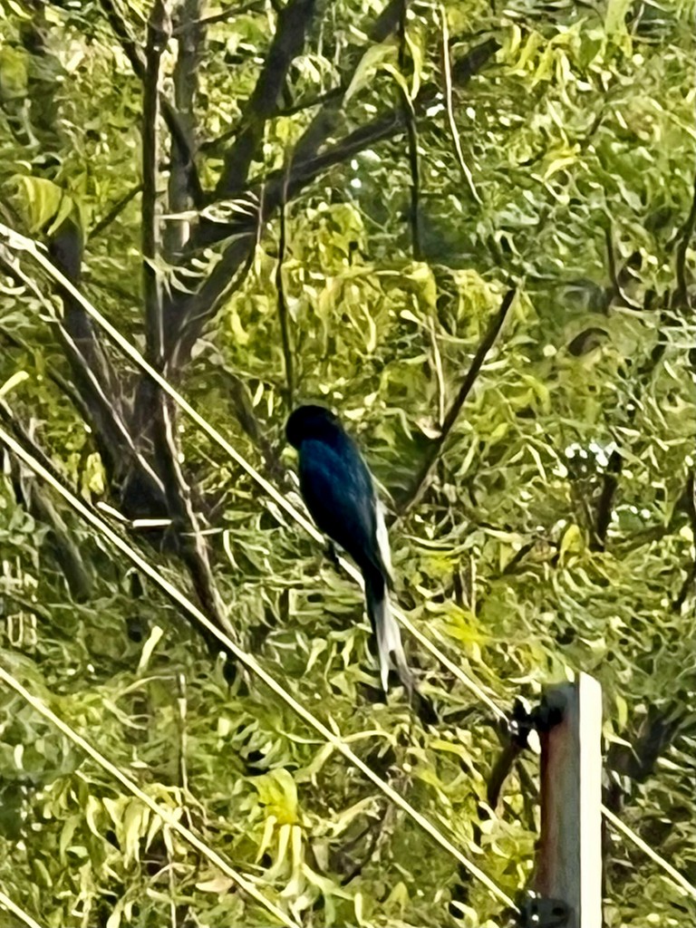 drongo černý - ML647502906