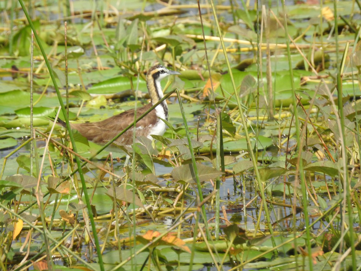 Jacana à longue queue - ML647502910