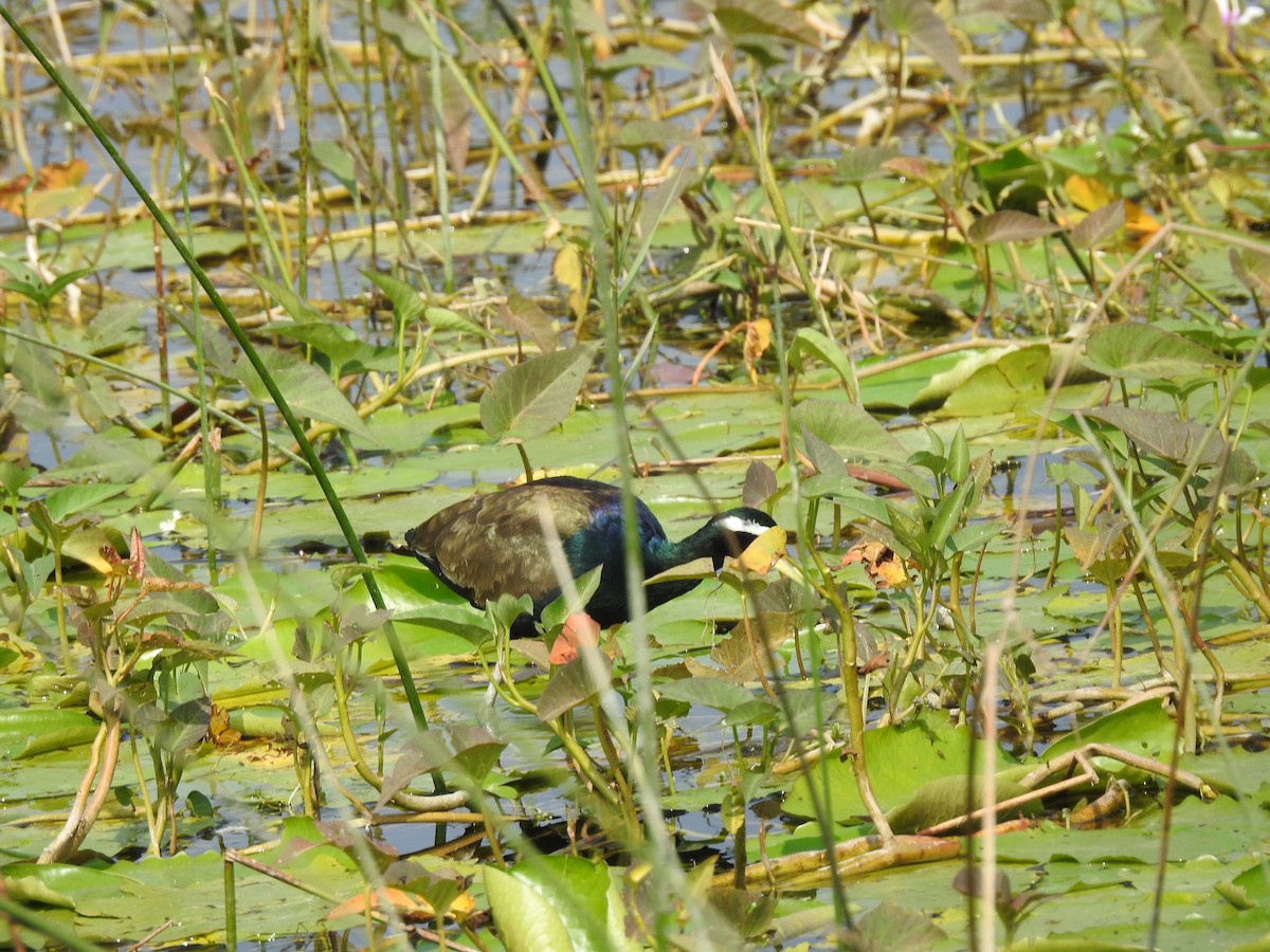 Бронзовокрылая якана - ML647502911