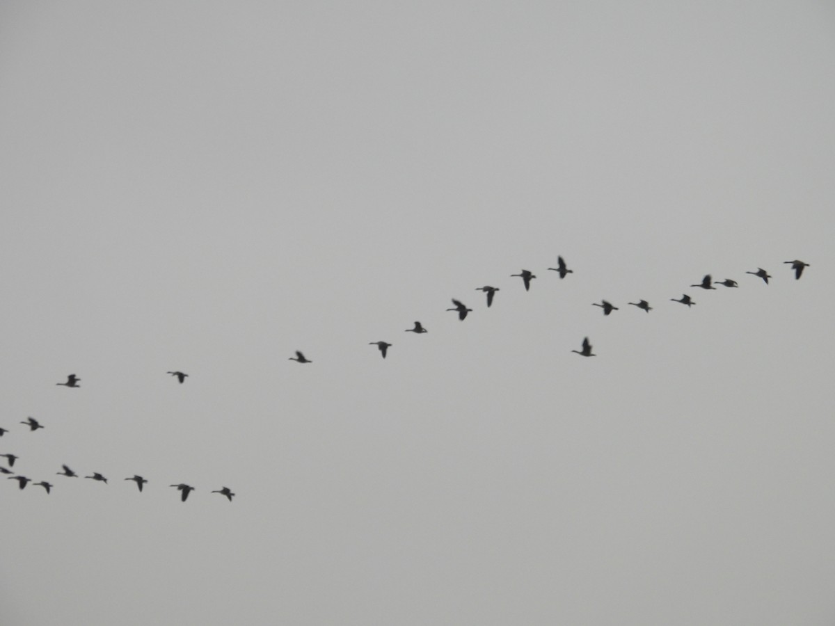 ברנטה קנדית - ML647502942