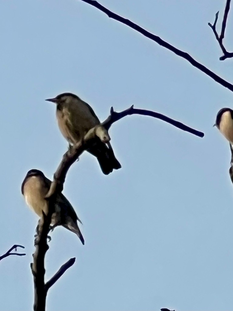 זרזיר ארבה - ML647502943