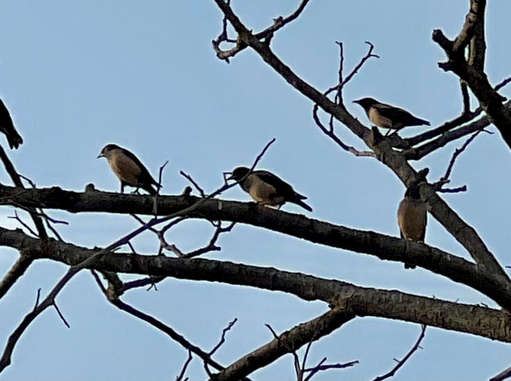 זרזיר ארבה - ML647502944