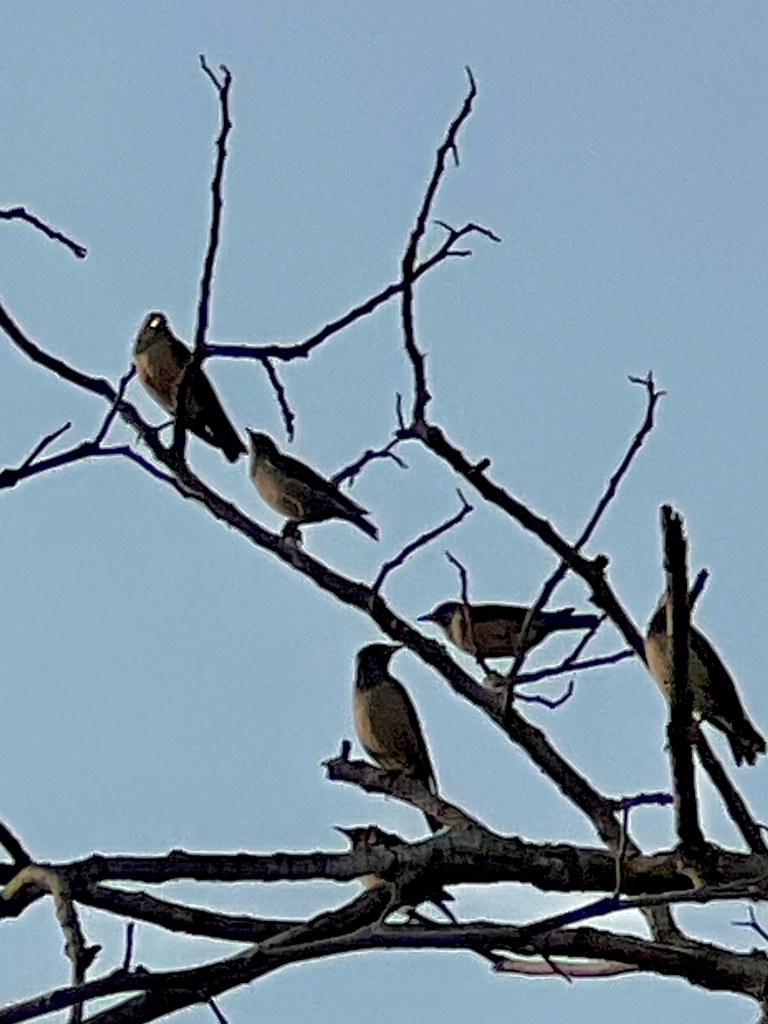 זרזיר ארבה - ML647502945