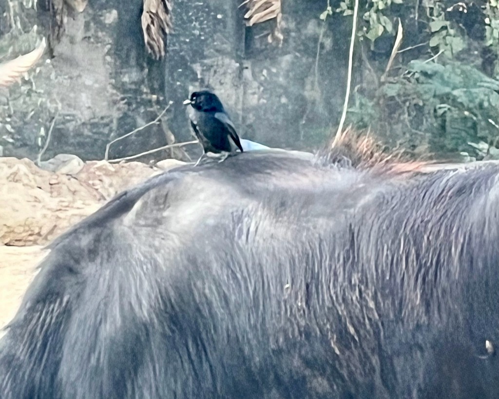 דרונגו שחור - ML647502946