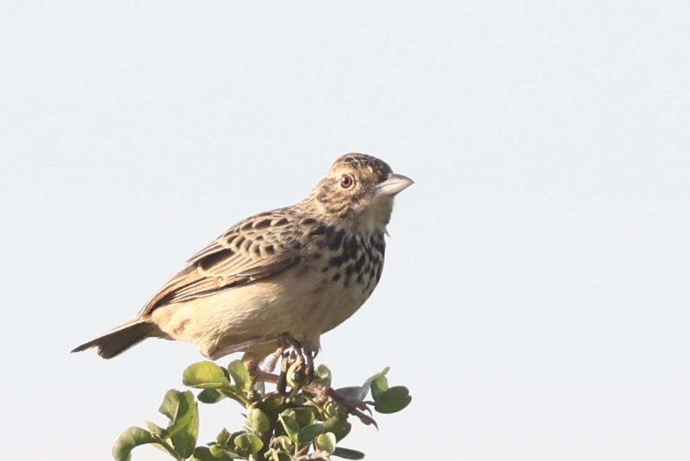 Jerdon's Bushlark - ML647502947