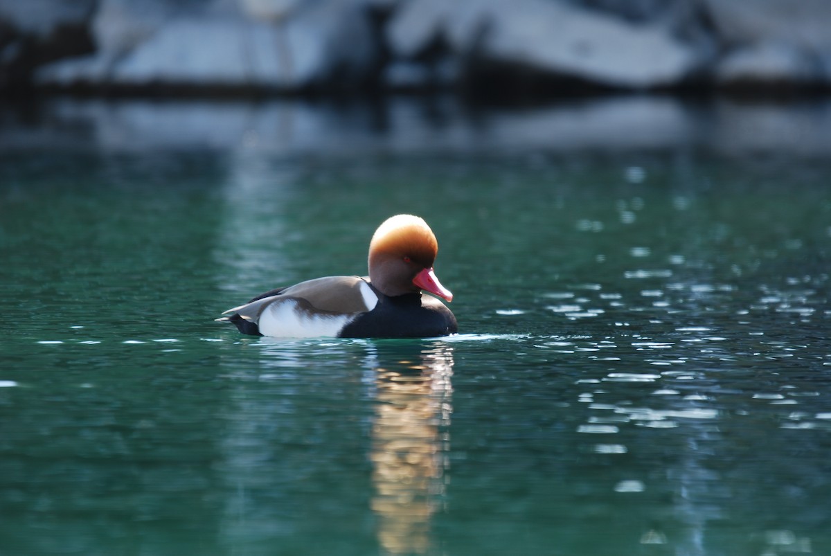 נטה אדומת-ראש - ML647502948