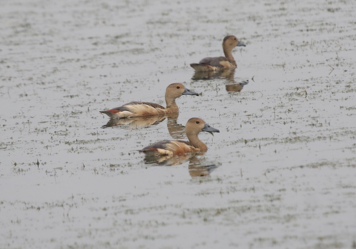 אווזון קטן - ML647502951
