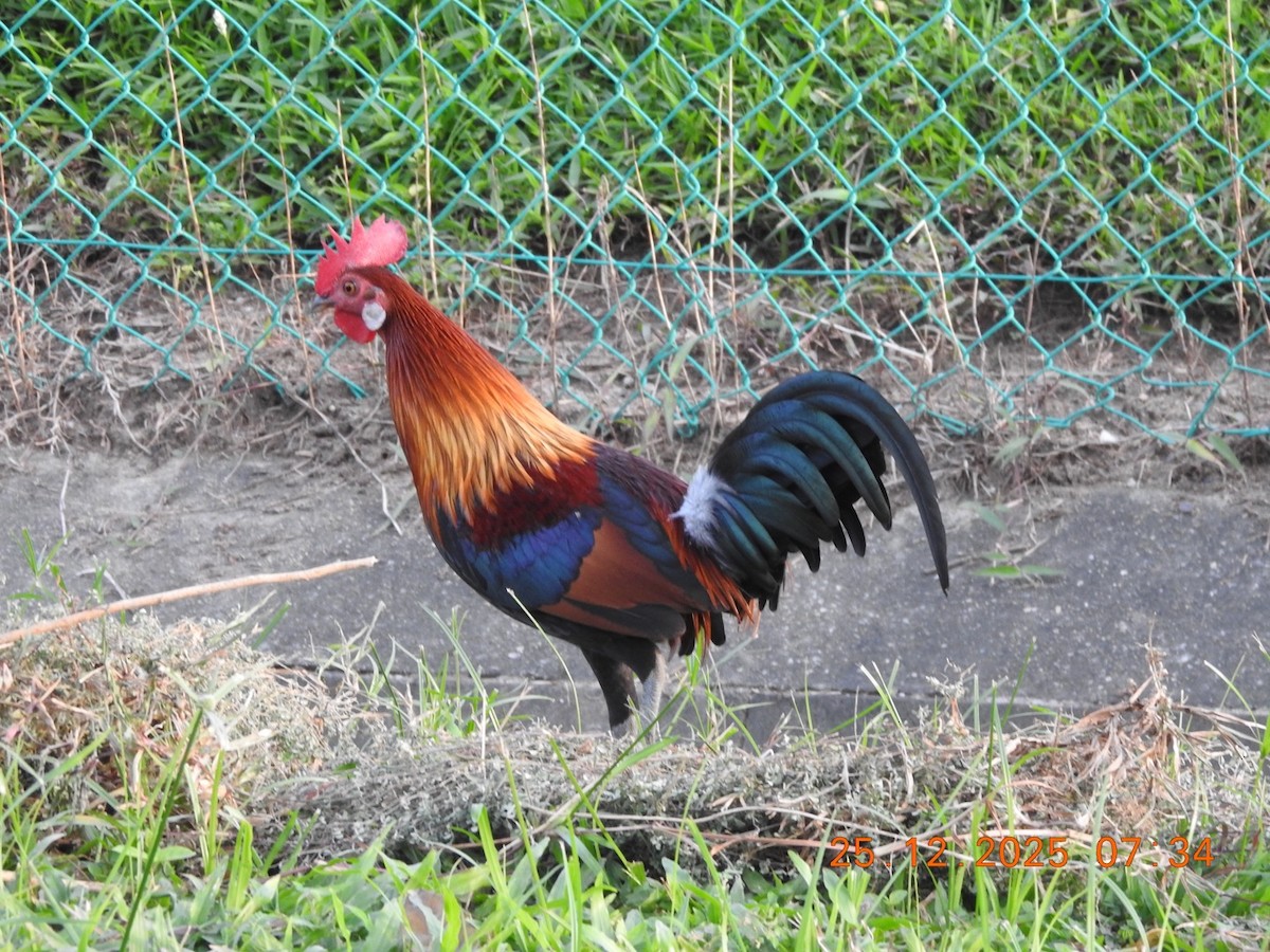 תרנגול בר - ML647502952