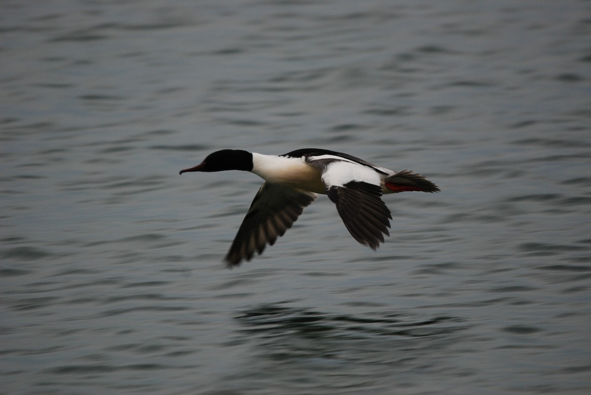 מרגון גדול - ML647502953