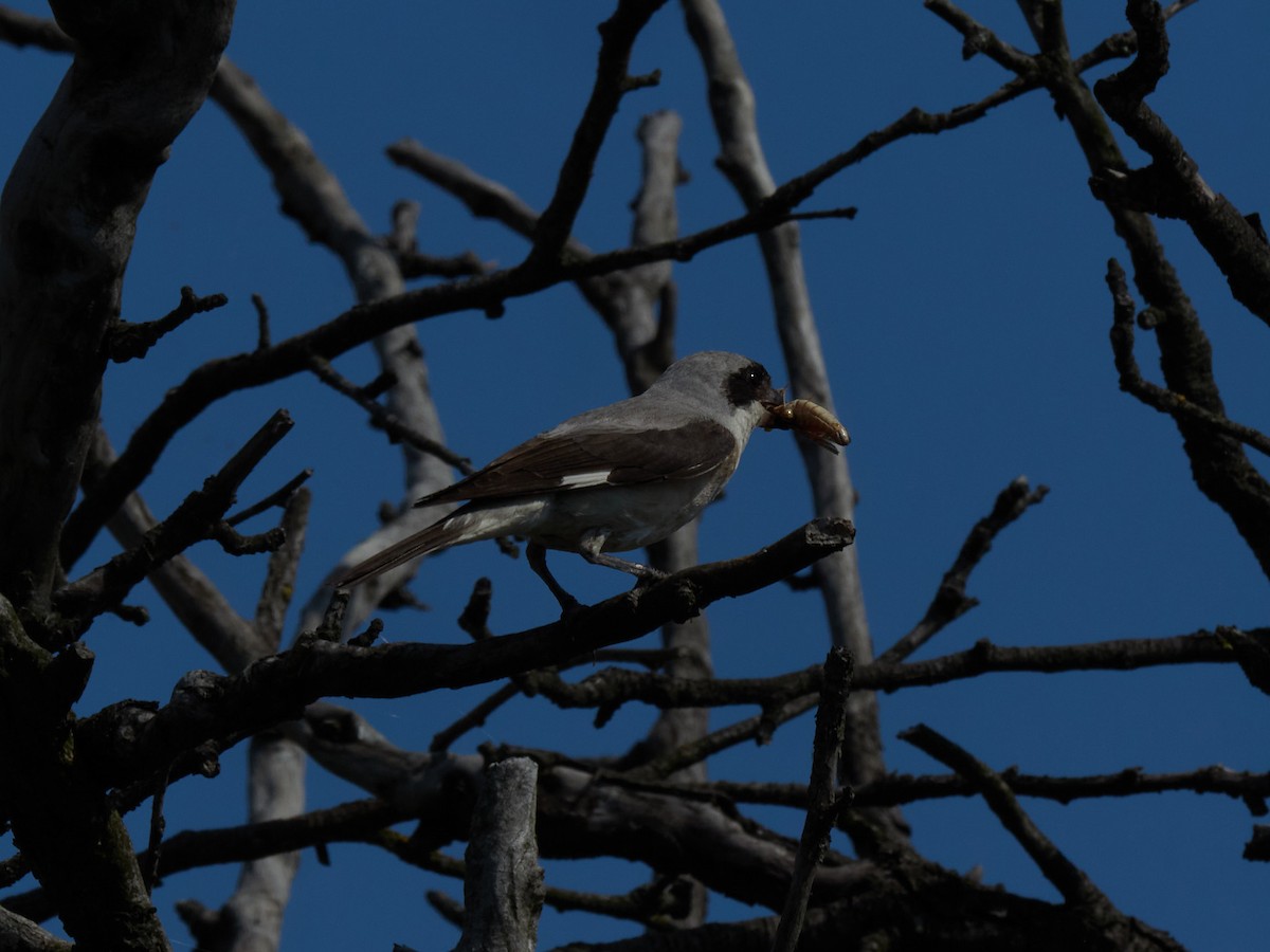 חנקן שחור-מצח - ML647502954