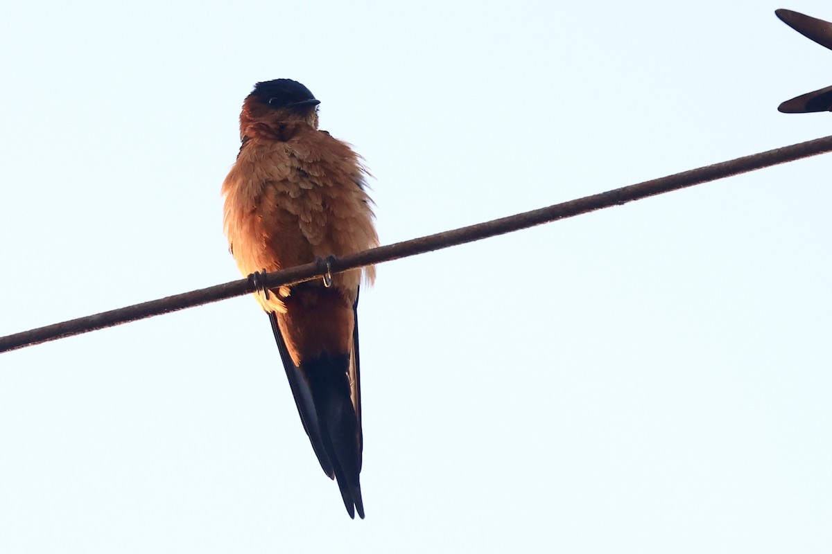 Sri Lanka Swallow - ML647502956