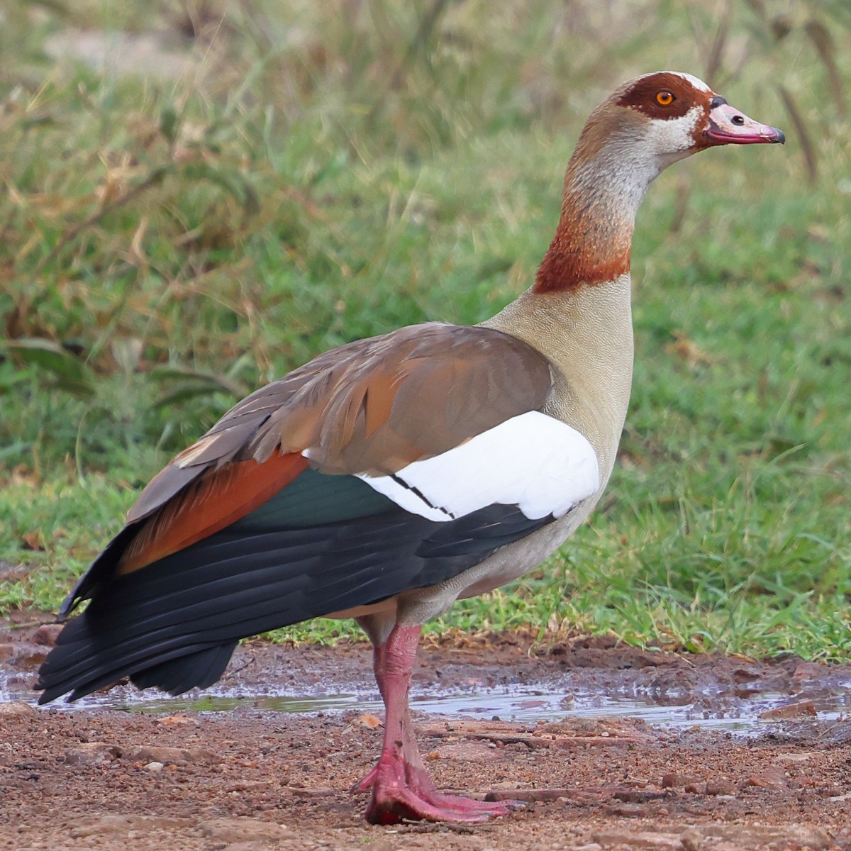יאורית - ML647502957
