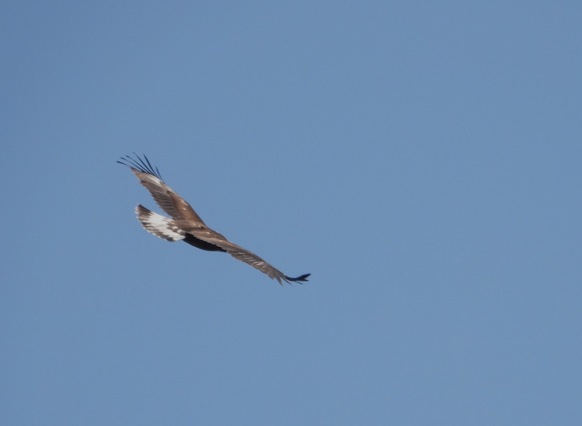 עיט זהוב - ML647502959