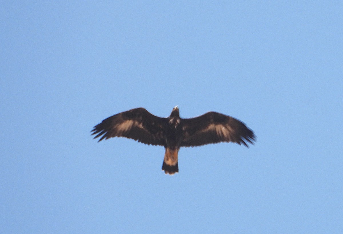 עיט זהוב - ML647502960