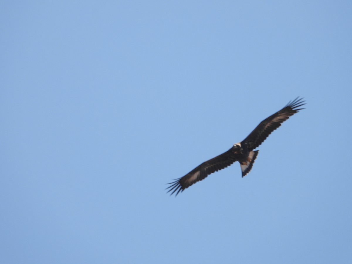 עיט זהוב - ML647502962