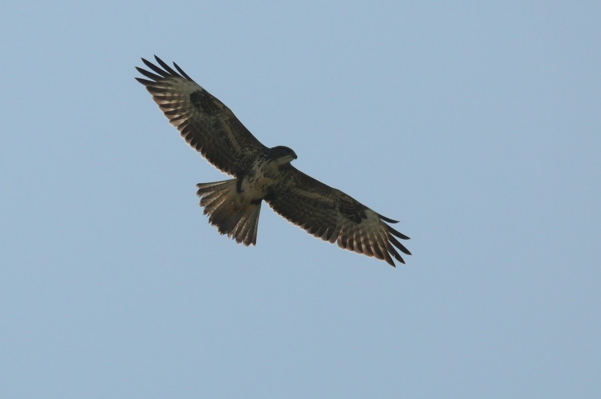 עקב חורף - ML647502965
