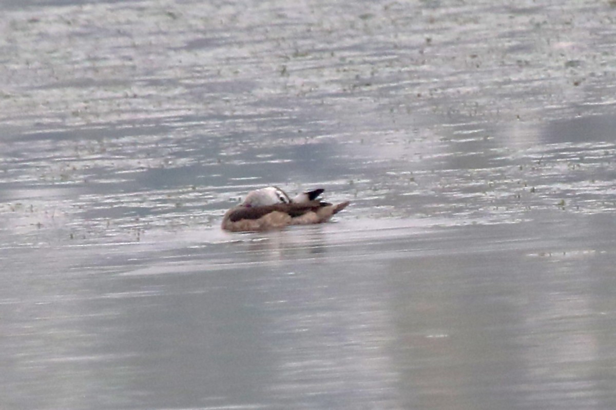 אווזון קטן-מקור - ML647502966