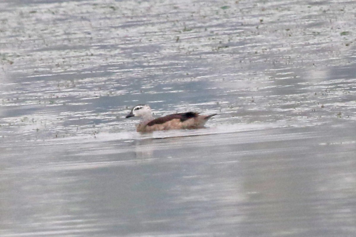 אווזון קטן-מקור - ML647502967