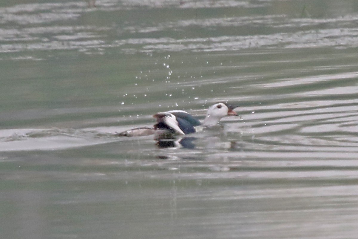אווזון קטן-מקור - ML647502968