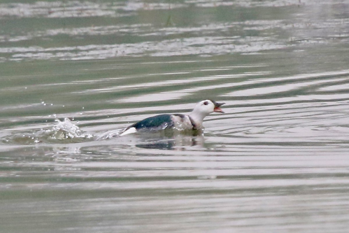 אווזון קטן-מקור - ML647502969