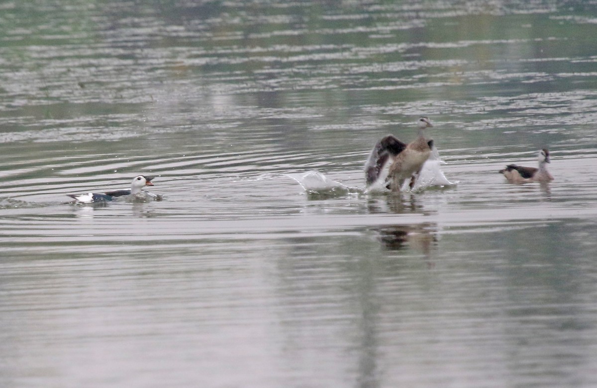 אווזון קטן-מקור - ML647502970