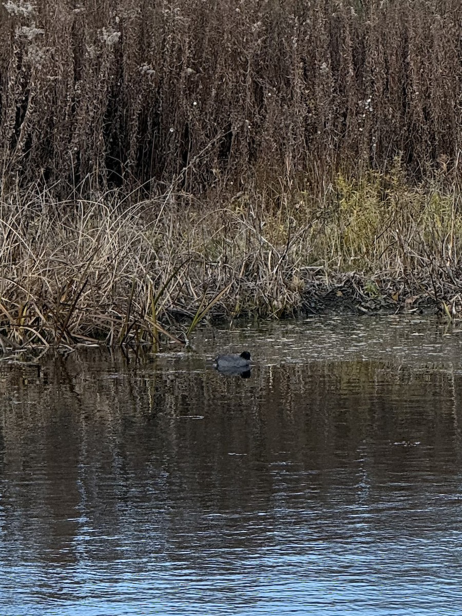 אגמית אמריקנית - ML647502971