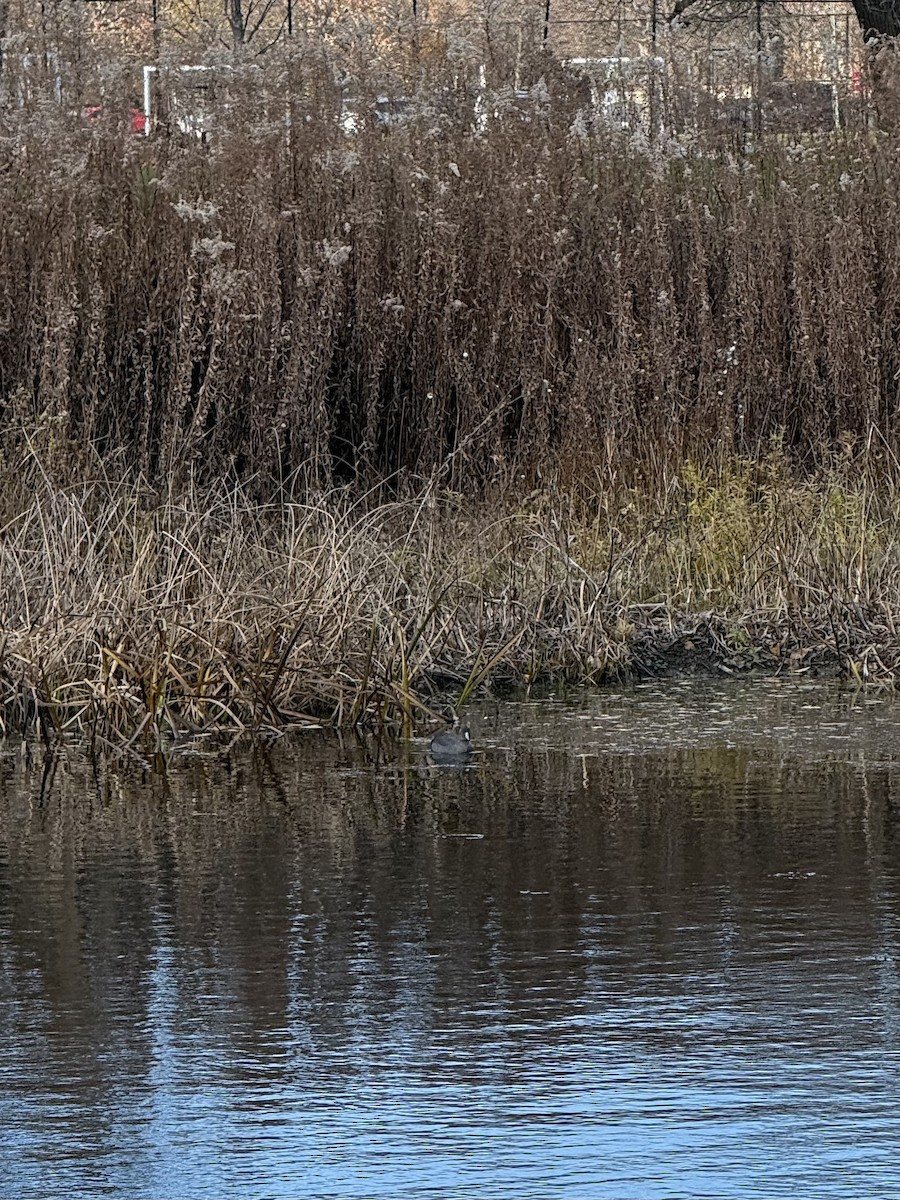 אגמית אמריקנית - ML647502972