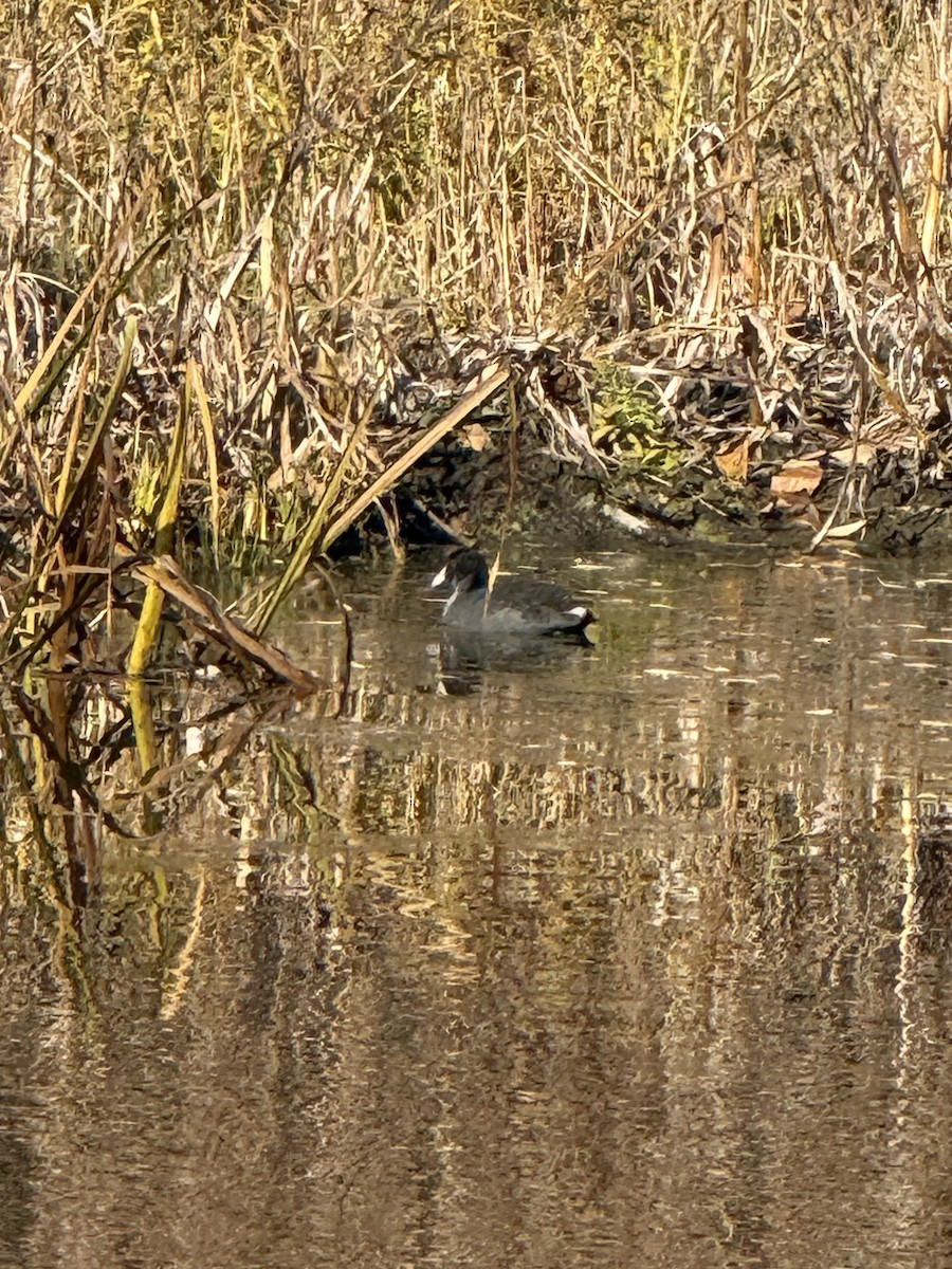 אגמית אמריקנית - ML647502973