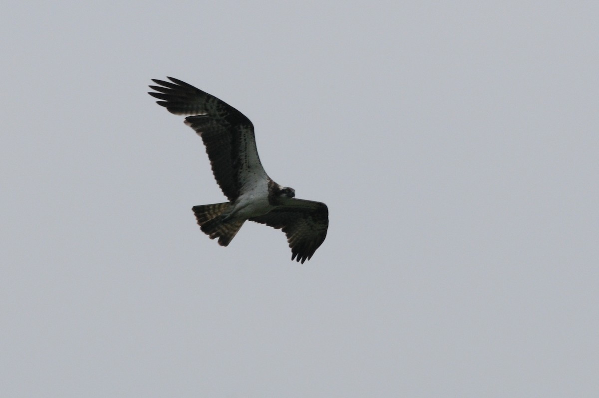 שלך - ML647502974