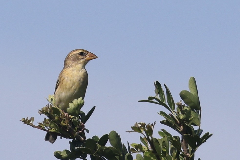 Baya Weaver - ML647502975